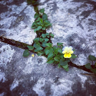 flowers growing through a crack