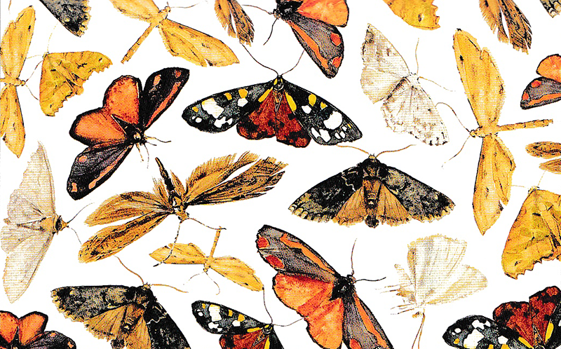 many moths