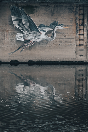 heron reflected in water