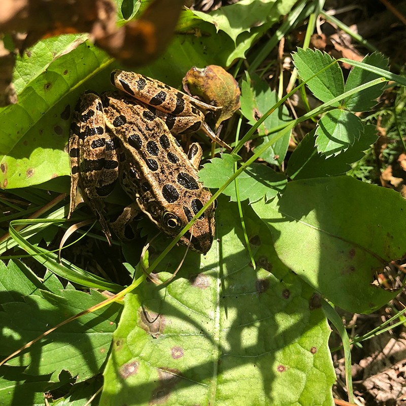 frog in leaves