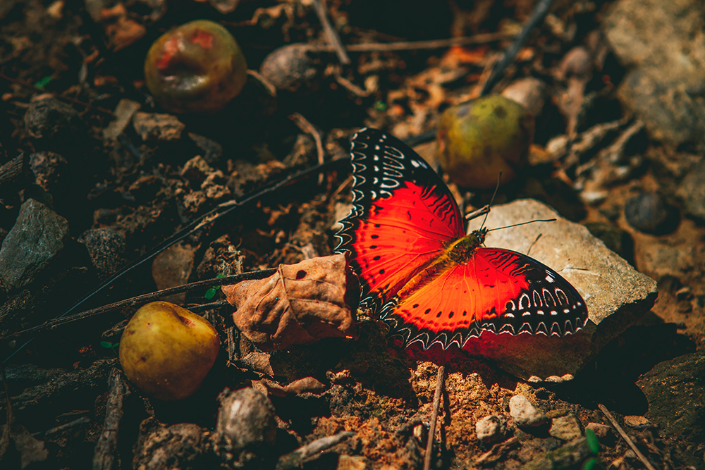 Butterfly